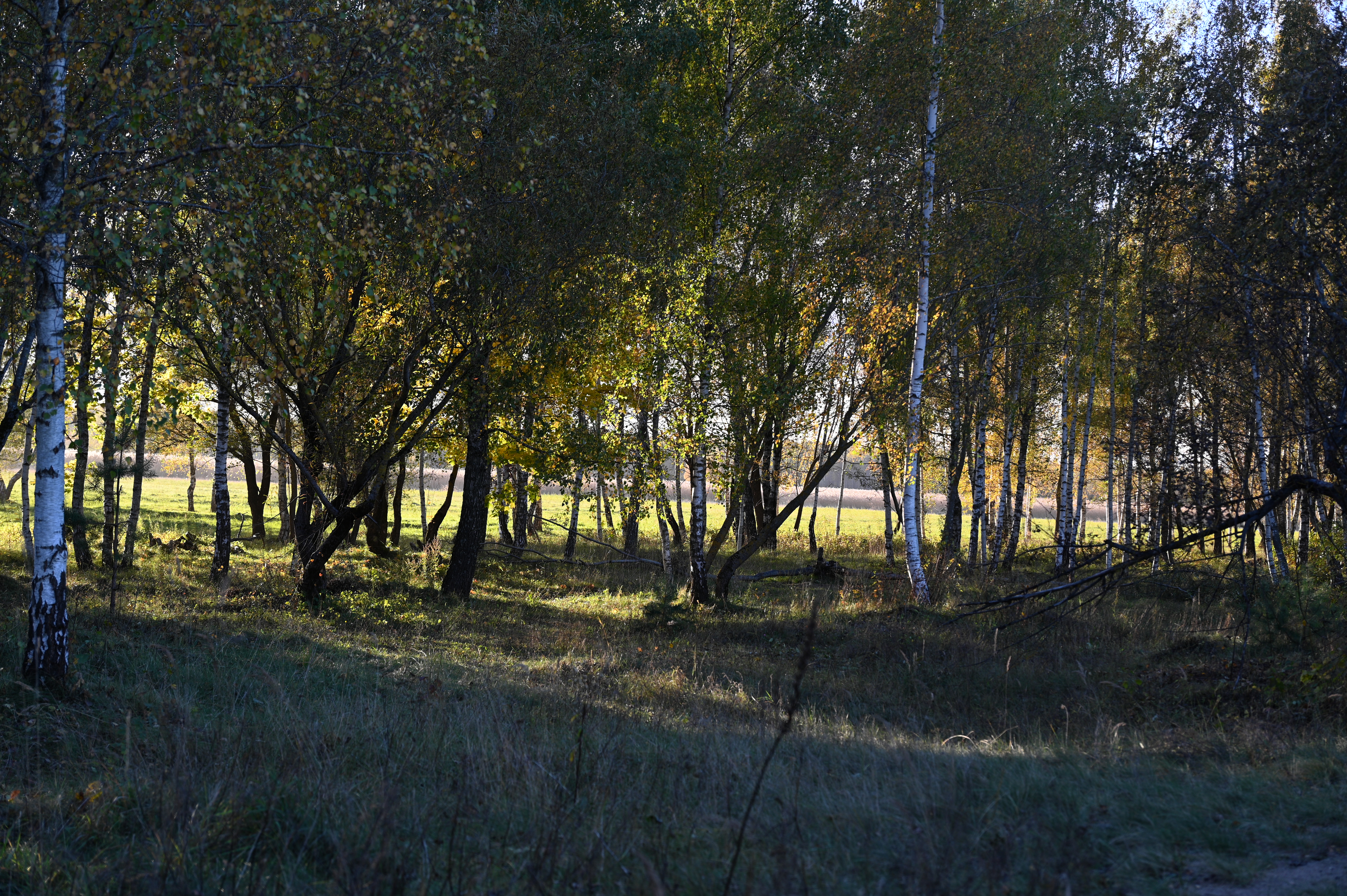 2025/10/18 - walk/DSC_0138.JPG